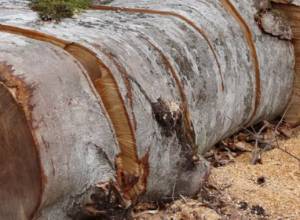 Вырублено 113 деревьев