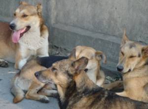 Собак будут убивать