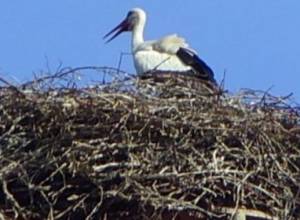 Аист остался без гнезда
