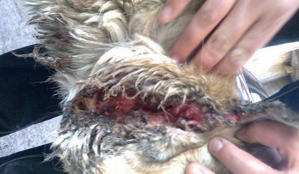 009f202d2b1b4ae891577f523e232d17