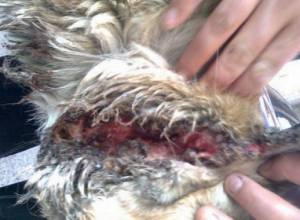 Борьба началась "Спасем животных"