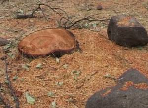 Уничтожают фруктовый сад