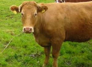 Причина падежа скота неизвестна