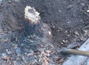 Кто срубил деревья?