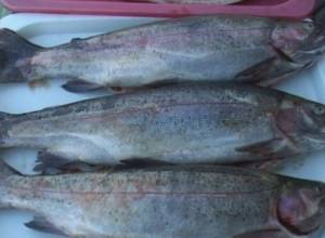 Изъято 243 рыбы