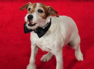 Собакам вручат "Оскар"