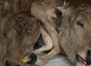 Двухголовый теленок с 6 ногами и 2 хвостами