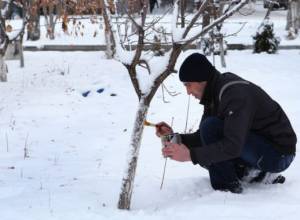 Началась инвентаризация деревьев