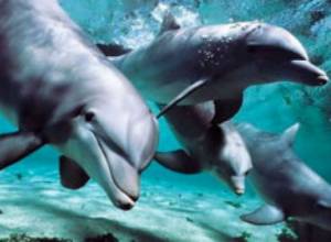 100 дельфинов оказались в плену льдов