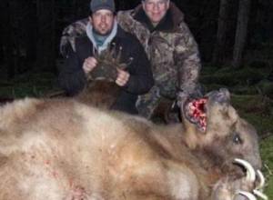 Медведи сбежали из зоопарка