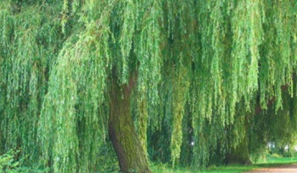 bc125d28777b7b1cd7727a19906ce8d7