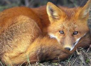 Плакали лисы