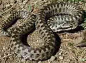 Ужалила змея