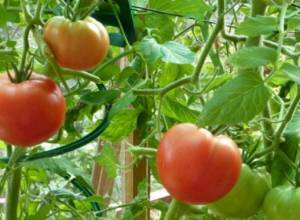 Из Турции просочился вредитель