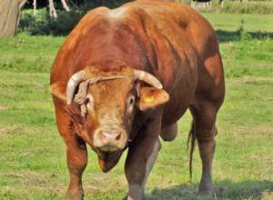 Разъяренный бык во дворе школы 199