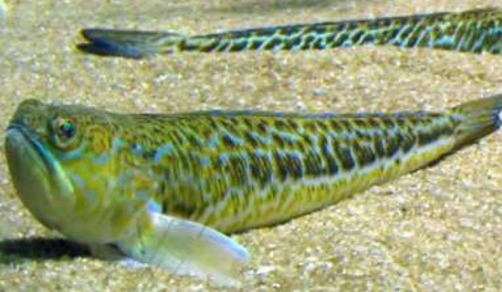 18d0af8c5b120dcb313749eb3cb2f2ed