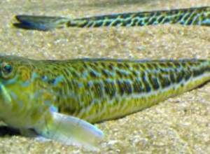 Яд способен парализовать жертву