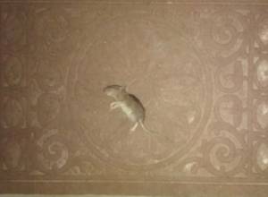 Дохлая крыса против правозащитника