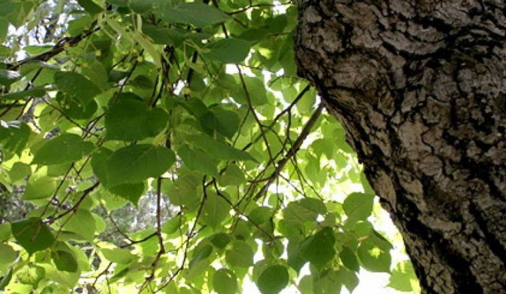 9b3da24bbafb425b0cb628e9bc683cdf