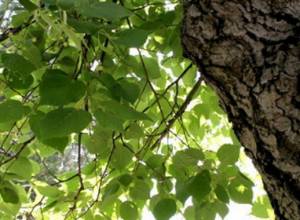 Вырубят 500 деревьев?