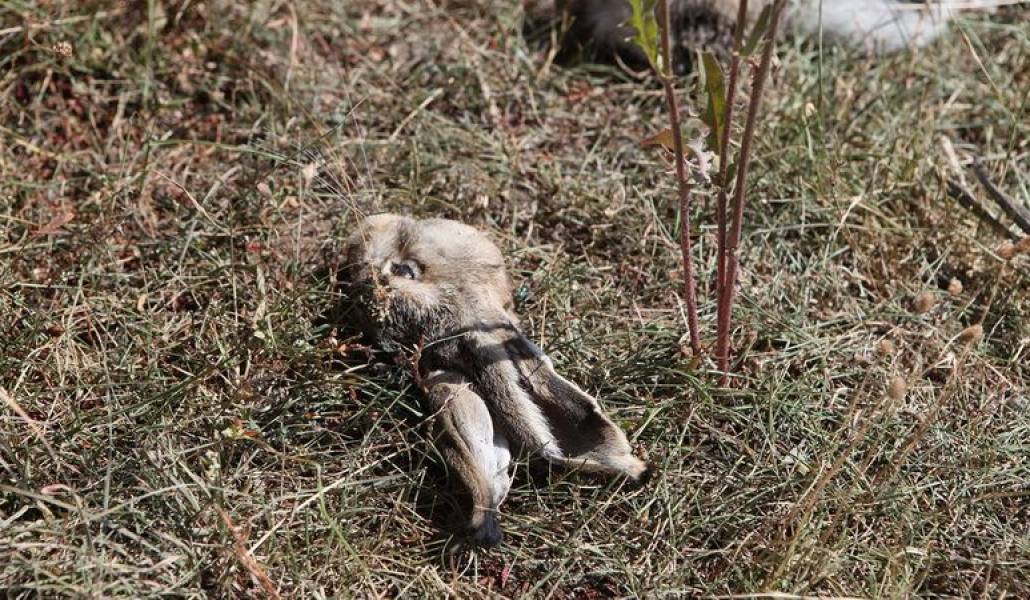 8c4a5024786f35b53c67dba8a57e8e93