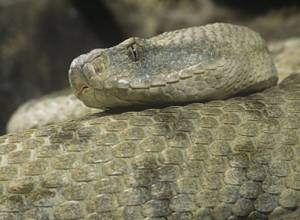 143 случая укуса змей