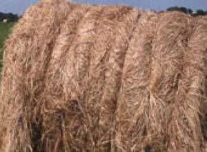 Сгорел корм для скота