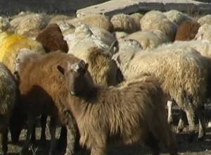 18 баранов погибли в аварии