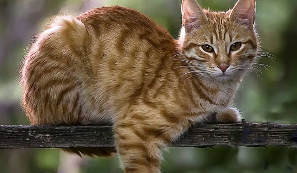 59b6118c0fd0938a7343f07f9f84b1f1