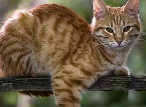 Спасли кошку