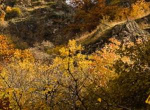 Грач Овакимян - директор ГНКО «Хосровский лес»?