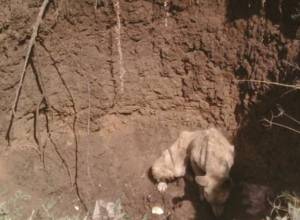 Собака упала в люк