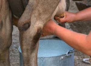 Доярки тоже ездят «калымить»