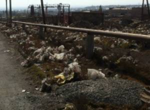 Диоксин, ртуть и другие токсины