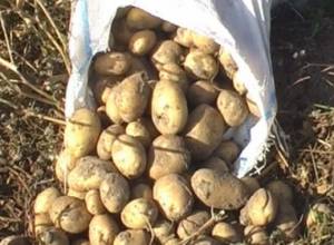Качество картофеля плохое?