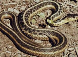 Укус змеи в Аштараке