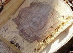 В центре Еревана срубили дерево