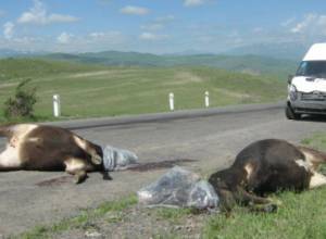 В ДТП погибли 4 коровы