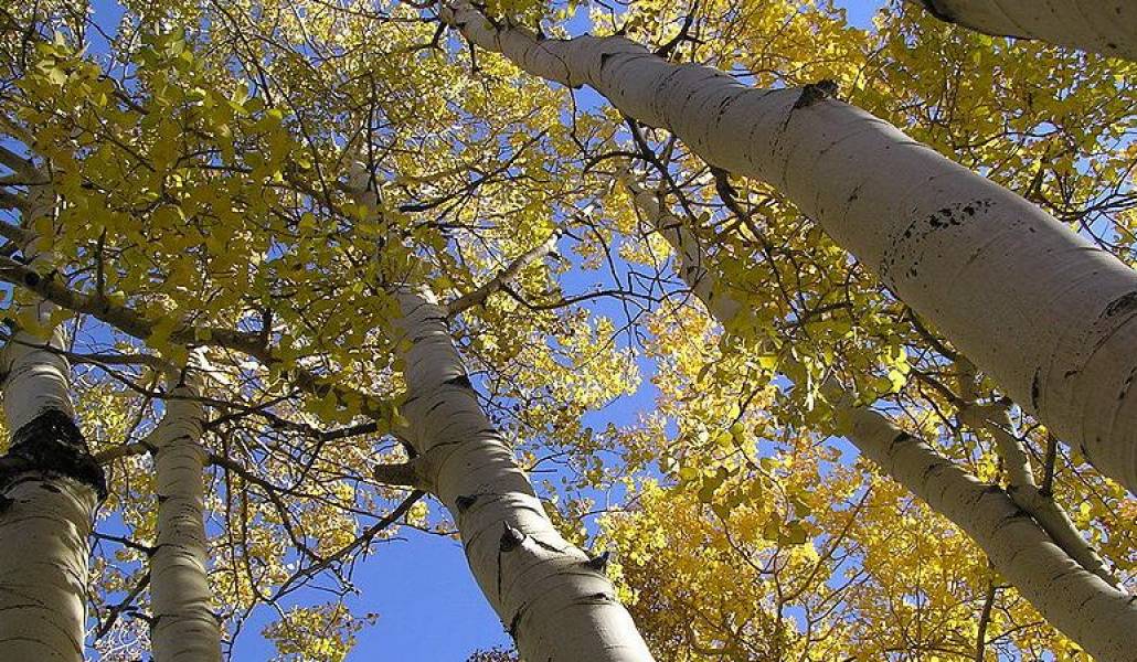 11eb26facf40b2cae3b76c5d42d080cf