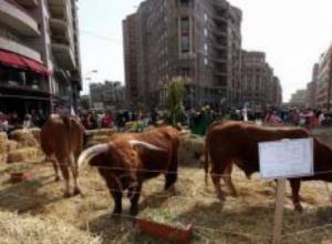 На штрафную площадку будут забирать и коров