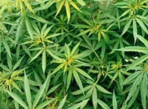 Конопля с картофелем