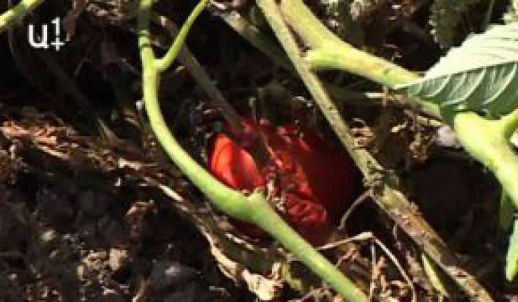 500ab75c5c353e1dcce7d3e66a6ff32a