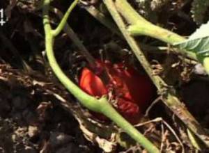 Урожай сгорел из-за пестицидов