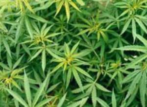 Сушеная конопля найдена в хлеву