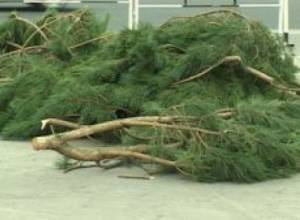 Установлена возможность контроля над продажей елей