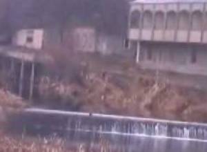 Ձկները սատկել են