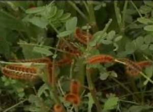 Թրթուռները ճանապարհին