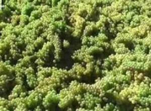 Այգիները`վտանգի առջև