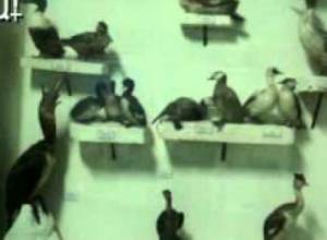 Թանգարանը անուշադրության է մատնված