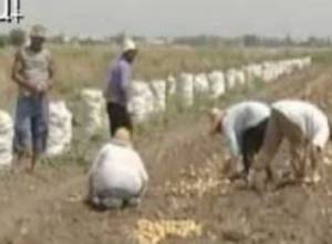 Կարտոֆիլի գինը ավելի կբարձրանա